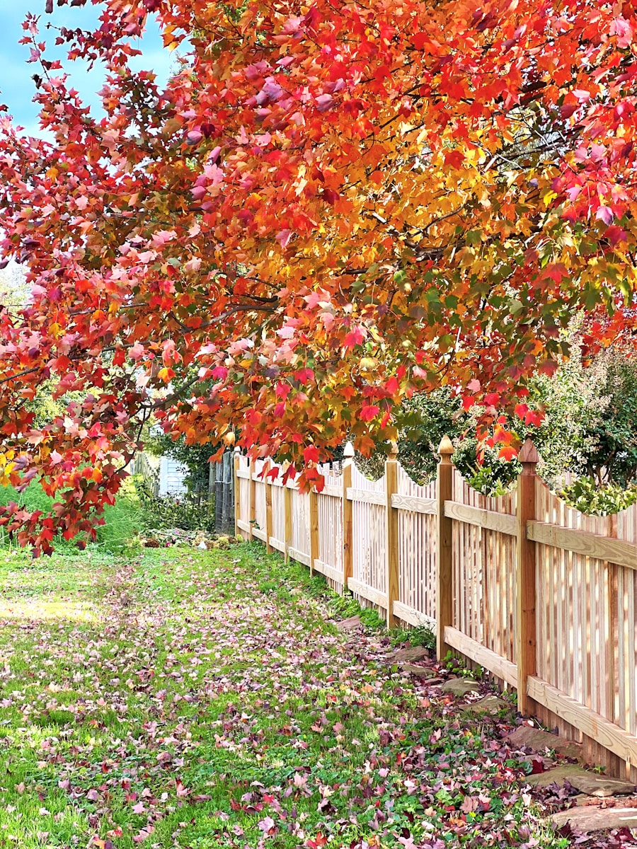 a wooden fence with a row of trees in the background