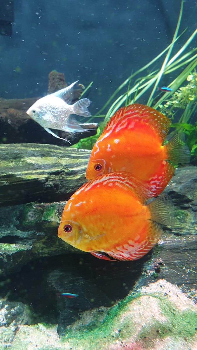 Close-up of vibrant red Discus fish swimming in a lush aquarium, showcasing vivid colors.